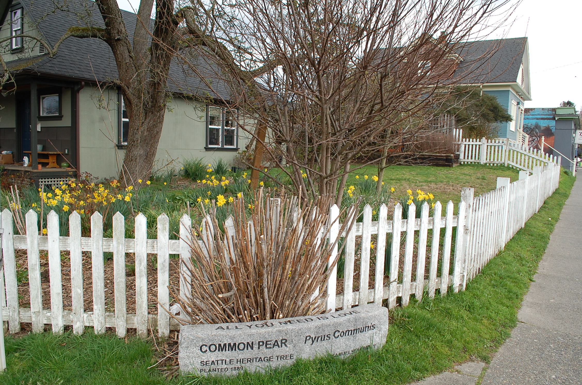 Proposed Tree Protection Ordinance Hopes to Grow Seattle's Canopy