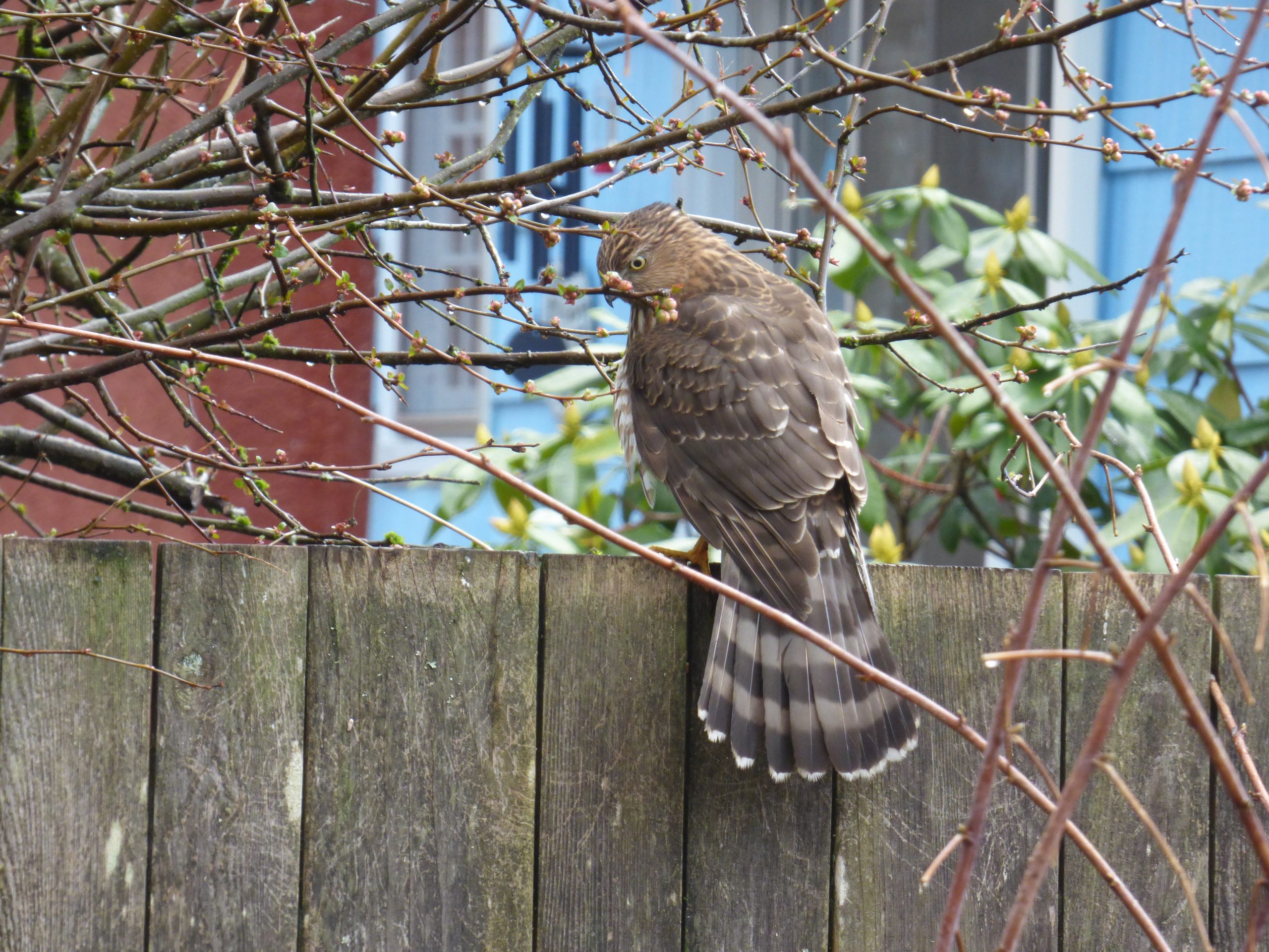 Housing Density Is a Win-Win For Wildlife and People